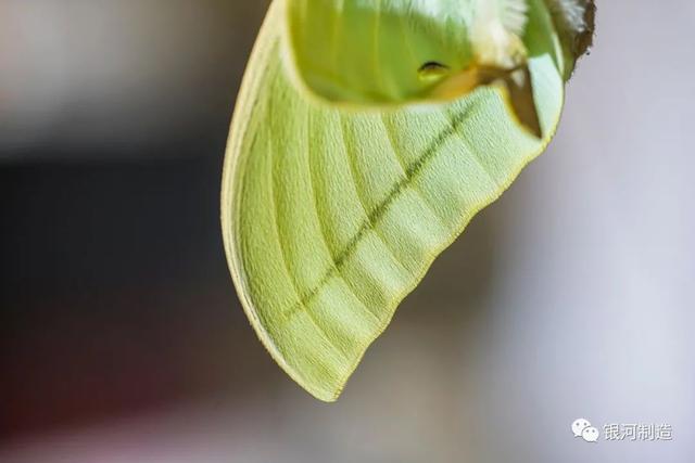 有哪些常见的飞蛾，自然记录蛾生一瞬