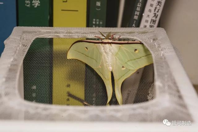 有哪些常见的飞蛾，自然记录蛾生一瞬