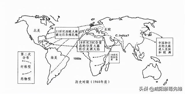 大麻软毒品危害，社交毒品
