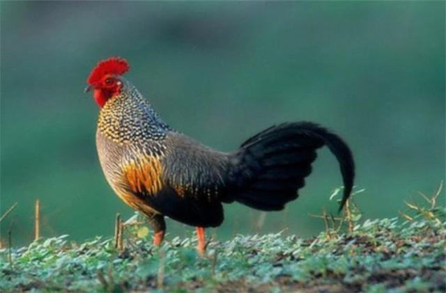 各国国鸟有哪些，世界各国国鸟大全