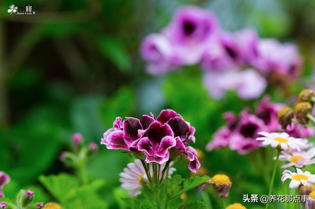 耐冬花怎么养，这些花南方不能养