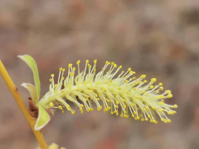 清明适合赏花的地方，纷纷春雨过后是最美人间四月天