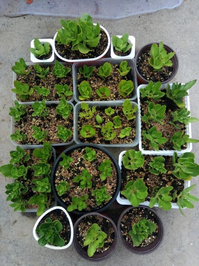 养长寿花的四大特点，养长寿花十年总结6点经验