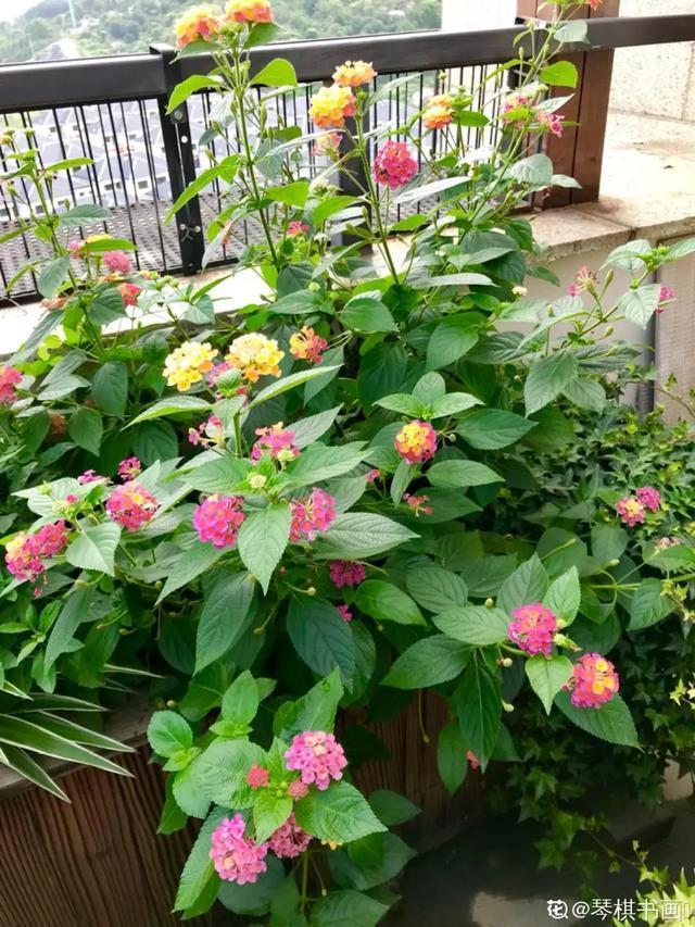 春夏秋冬四季什么花好看，这十种花几乎一年四季都开花