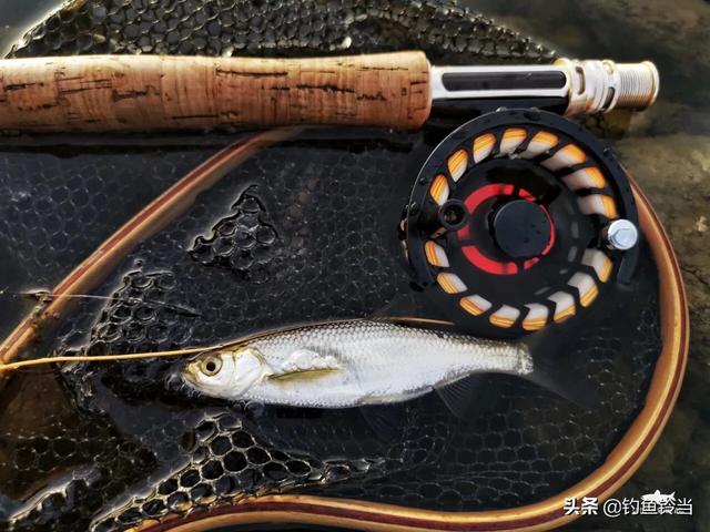 路亚钓白条的方法和技巧，白条只能手竿钓