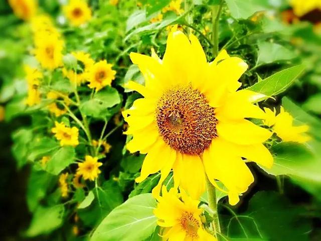 向日葵是有多少品种，细数几种同为“葵”字辈却无亲缘关系的常见植物