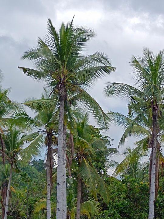 为什么很多人去印尼打工，记录印尼打工生活点滴