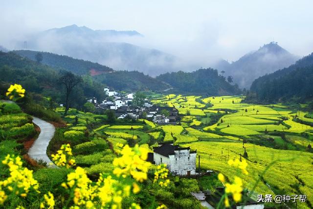 最佳油菜花观赏地，快来这里看油菜花海