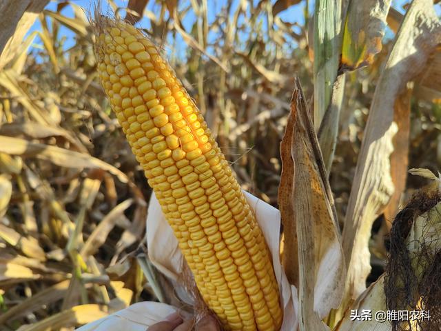 先玉335玉米种每亩产量有多少斤，玉米种子价格也涨了