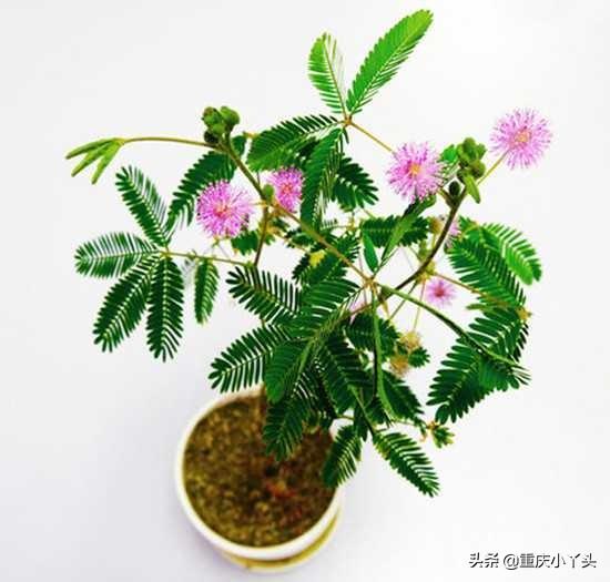 盆栽含羞草的养殖方法和注意事项，像小姑娘一样害羞的草本植物