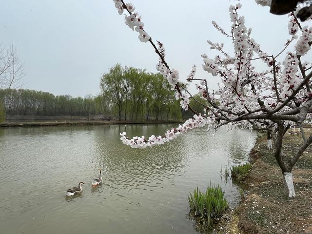 沾衣欲湿杏花雨的下一句，沾衣欲湿杏花雨后面一句是什么（吹面不寒杨柳风。诗句常被引用）