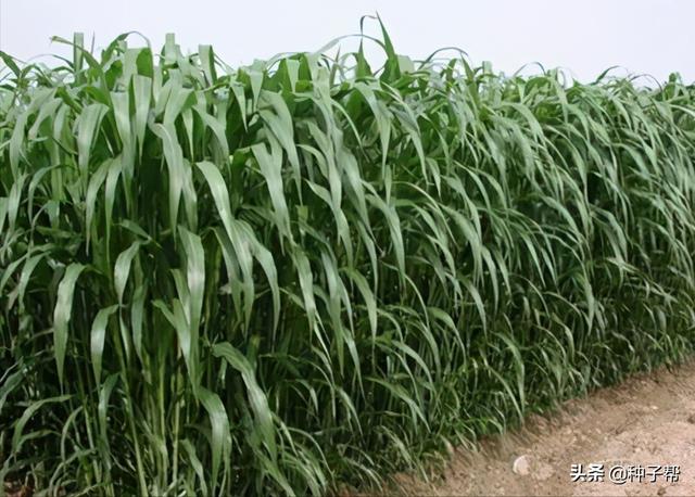 高丹草需要每年种植吗，为什么养殖都种高丹草