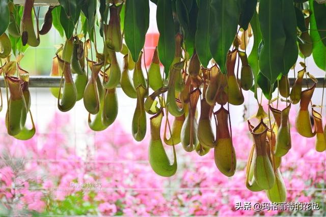 通向死亡的甜蜜诱惑，什么猪笼草是最好养（大量吸食它，可致人瘫痪、死亡）