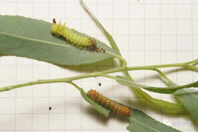 有哪些常见的飞蛾，自然记录蛾生一瞬