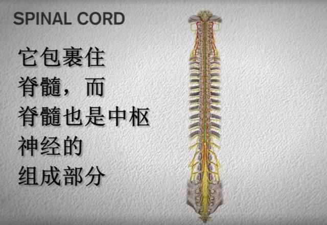 中国脊柱脊髓杂志，脊柱脊髓杂志中文（关于举办中国康复医学会第十五届脊柱脊髓专业委员会学术会议的通知）