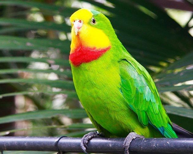 市面上最常见的鹦鹉是什么品种，国内罕见的鹦鹉