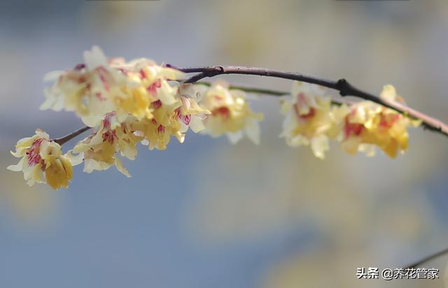 干枝梅与梅花的区别，盘点梅花和蜡梅的五大区别