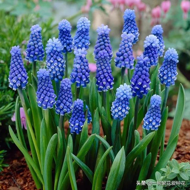 秋天有什么花容易养又好看，这20种花建议选几个