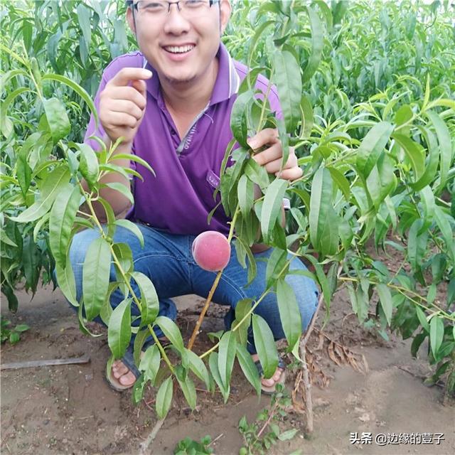 桃树嫁接时间和方法，桃树几月份嫁接合适及嫁接方法（在什么时候、选什么砧木、用什么方法嫁接容易成活）