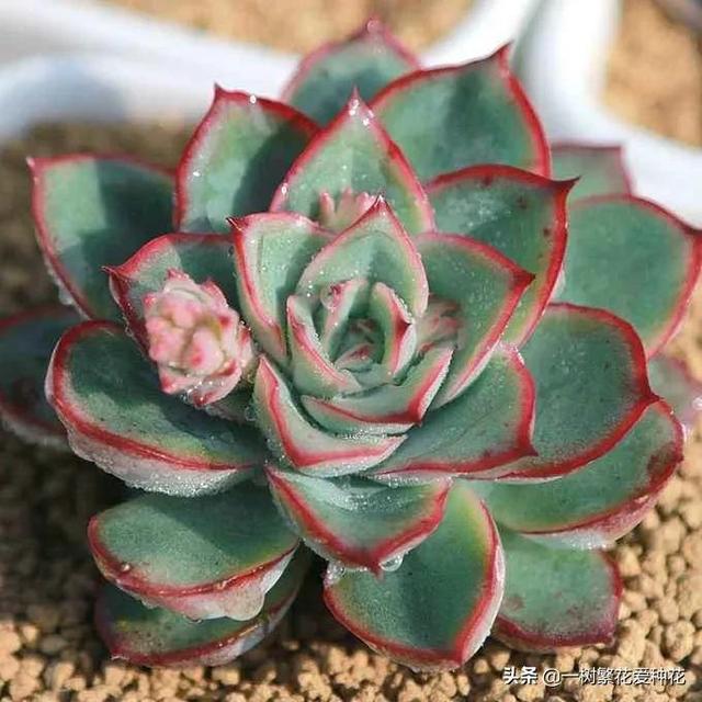 多肉花月夜外形介绍，12种多肉花月夜系多肉