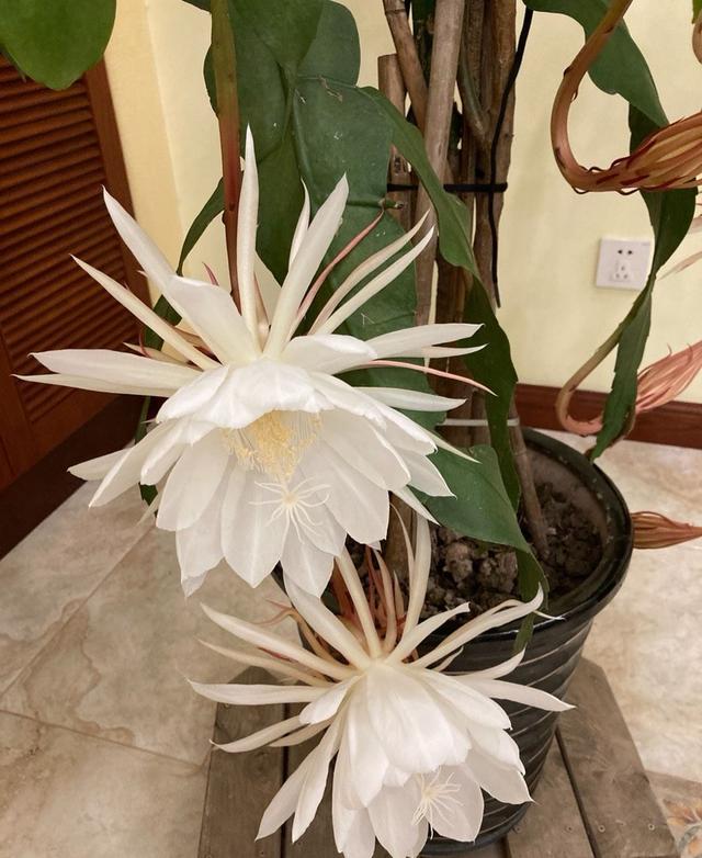 因为昙花比较怕积水,一定使用排水良好,肥沃又疏松的土壤来盆栽种植