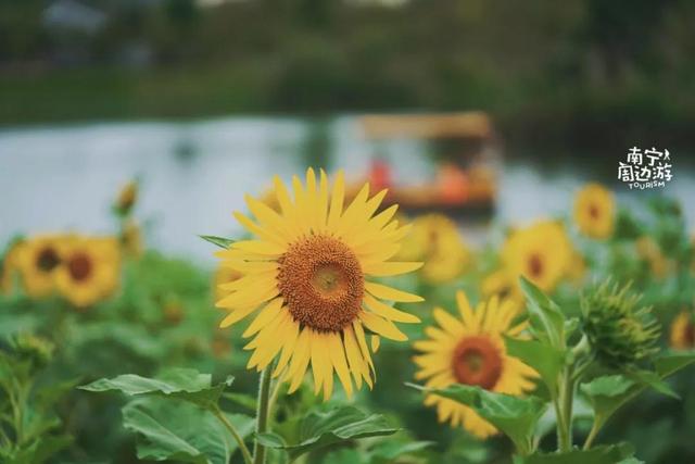 南宁附近花海景点推荐，南宁这几处花海，美了