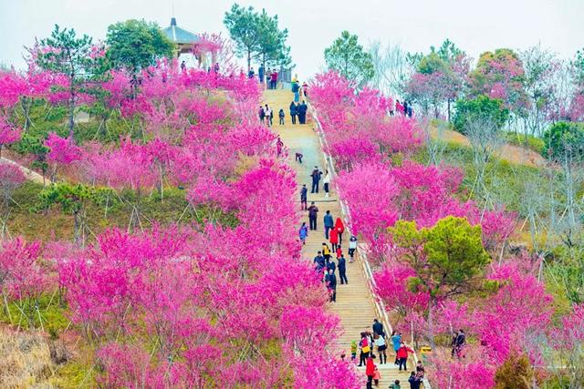 广东深圳看樱花最好看的地方，深圳几个免费赏樱花的地方