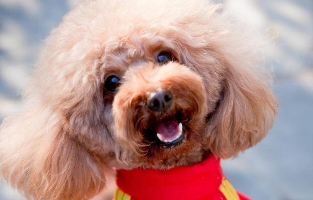 泰迪犬的8大特征，泰迪狗狗的8个特性