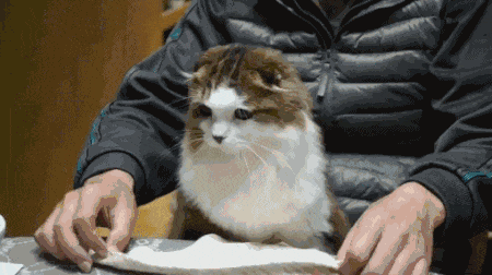 猫咪最长能活多久，，猫猫和人类年龄详细的换算表