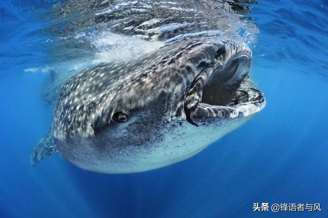 比蓝鲸大的史前生物，阿尔卑斯山发现2.05亿年前巨兽