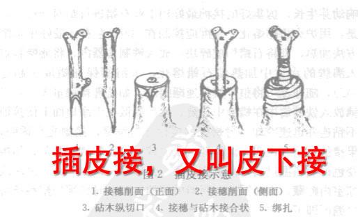 桃树嫁接时间和方法，桃树嫁接时间和梨树嫁接方法（桃树嫁接时间与方法）