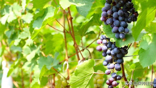 吉林特产排行榜前十名，吉林省十大特产