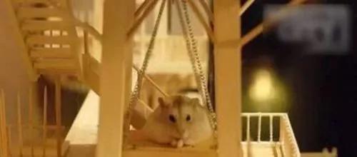 该如何正确的饲养仓鼠呢，教你养护可爱的小仓鼠