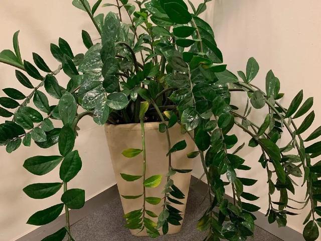 观叶植物的室内摆放，家里盆栽摆放有讲究