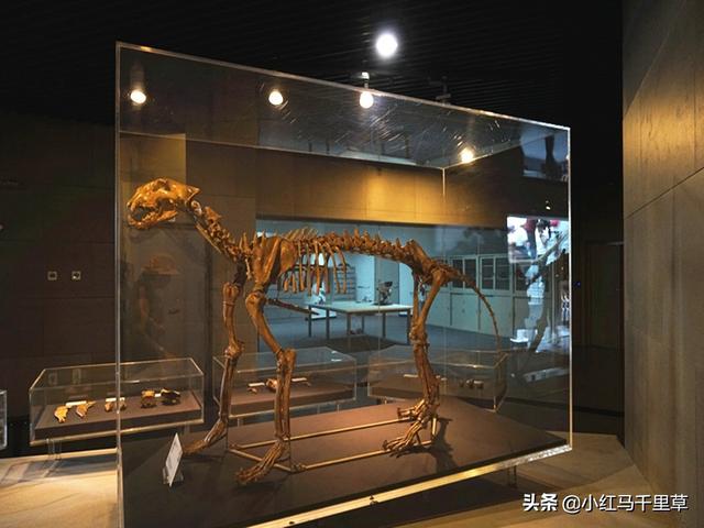 周口店北京人遗址，北京行记八世界文化遗产（周口店北京人遗址的历史价值）