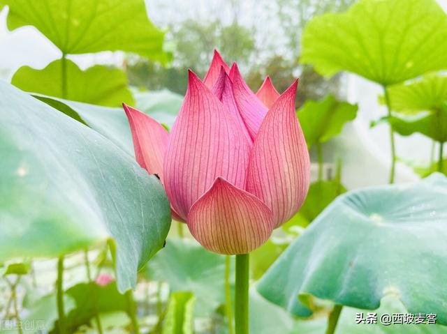 品读荷花散文，荷花散文（散文，孙澜僖：观荷）