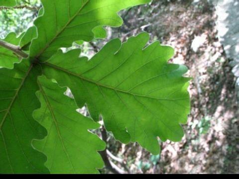 舌尖上的芭蕾延吉美食，延吉美食攻略排行榜