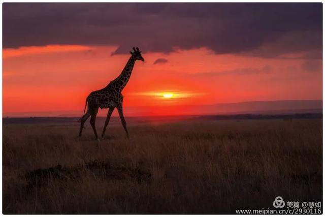 东非动物大迁徙，东非动物大迁徙的路线图（“生命的长征”东非野生动物大迁徙）