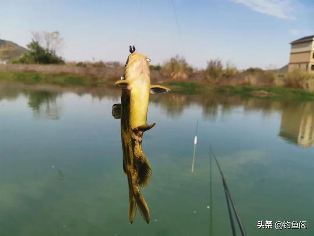 夏季野钓黄辣丁的3个小技巧，野钓黄辣丁最合适