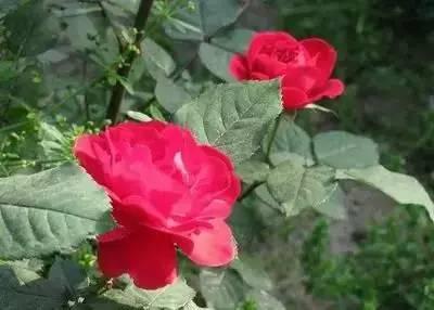 花语代表治愈的花，100种花的花语养养眼