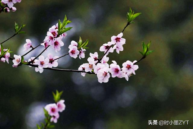 三月春风似剪刀的诗词，诗词里的三月如沐春风