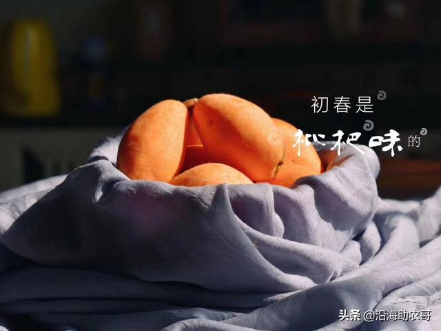 时令水果东山枇杷，果树上成熟的味道