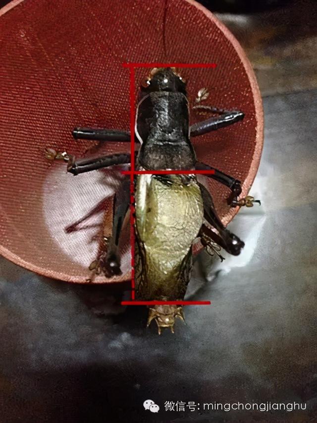 冬天和春天的蝈蝈有区别吗，这篇文章讲清楚了