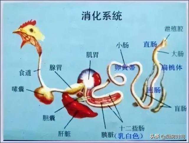 鸡小肚怎么做好吃，鸡肚的十种做法（完整解读鸡小肚的烹制过程）