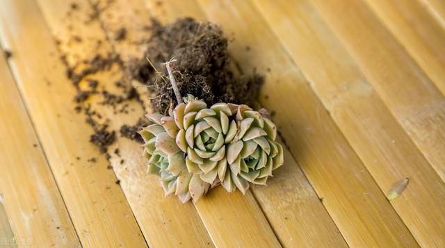 多肉植物的特点，多肉植物的特点和养护方法（多肉植物有5种表现）