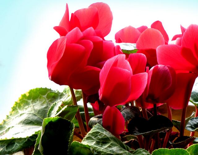 仙客来的养殖方法，仙客来的养殖方法和注意技巧（仙客来的养护方法怎么养）