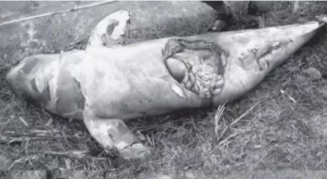 公牛真鲨百科介绍，死法最憋屈的动物