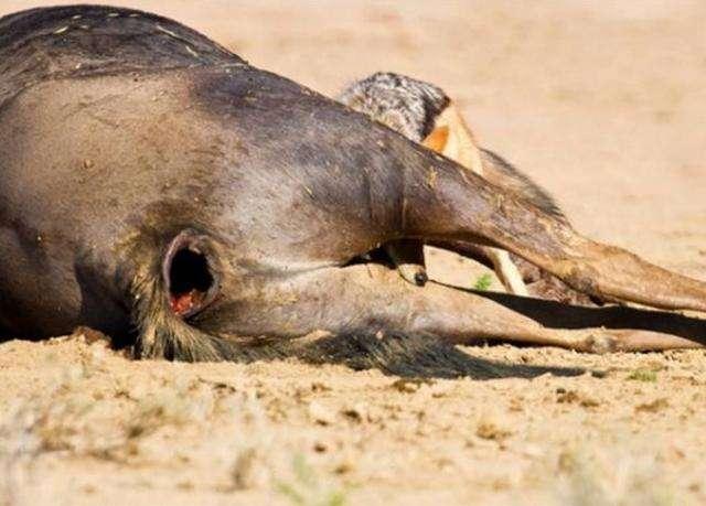 非洲小型食肉动物有哪些，非洲最令人害怕的动物