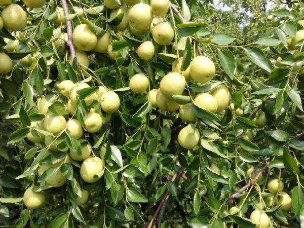 厦门必买的特产，厦门十大特产农产品