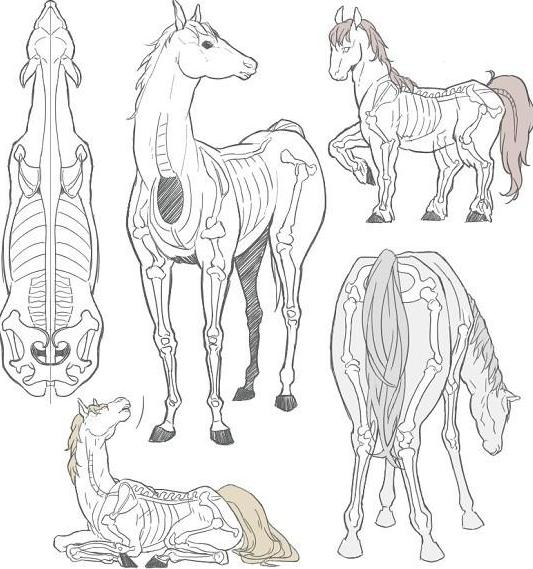 徐悲鸿画马技法，徐悲鸿马画法图（第一次看徐悲鸿画马的过程）